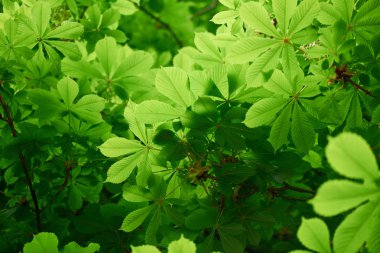 close-up view of beautiful chestnut tree with bright green leaves   clipart