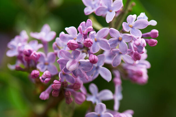 close-up view of beautiful blooming lilac branch, selective focus