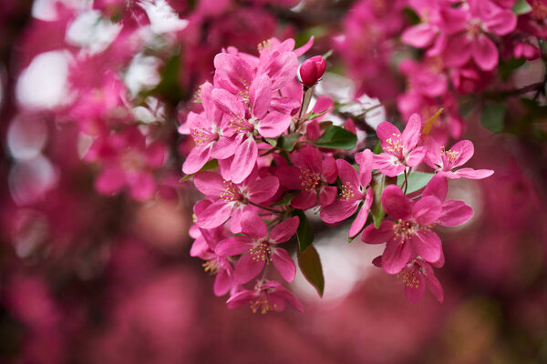 close-up view of beautiful pink almond flowers on tree, selective focus