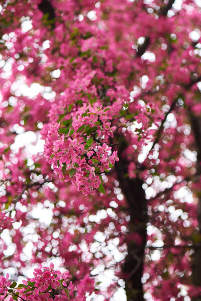 beautiful pink almond flowers on branches, selective focus  