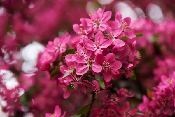 Close View Beautiful Bright Pink Almond Flowers Selective Focus — Stock Photo, Image