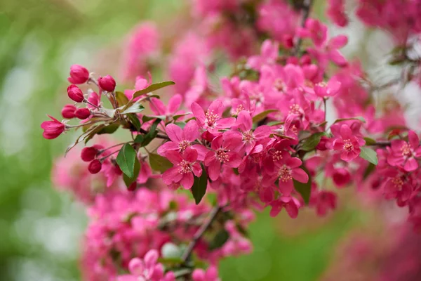 Προβολή Μεγέθυνση Από Όμορφα Ροζ Λουλούδια Αμυγδαλιάς Επιλεκτική Εστίαση — Φωτογραφία Αρχείου