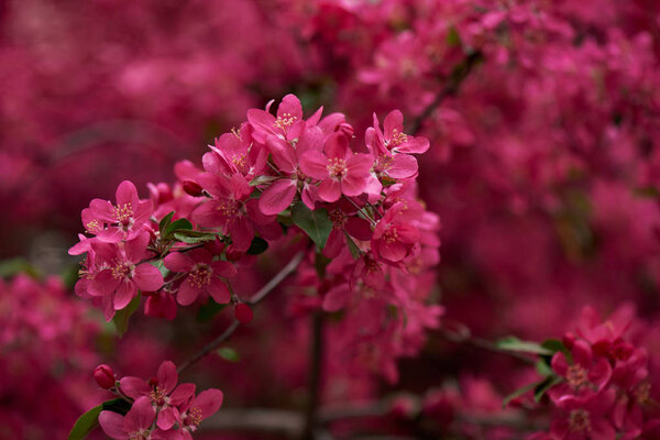 beautiful bright pink almond flowers on branches, selective focus 