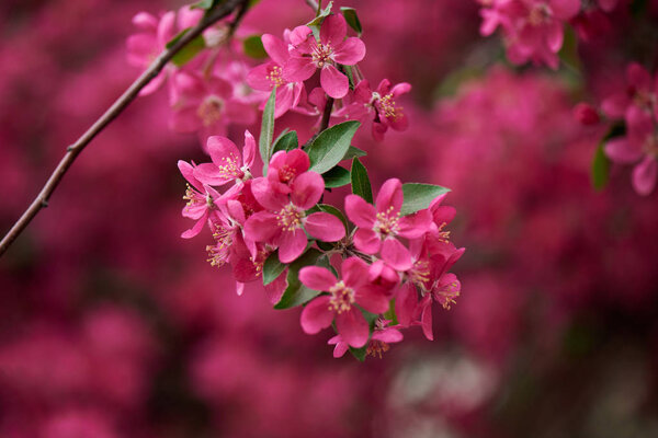 close-up view of beautiful bright pink almond flowers on branch, selective focus 