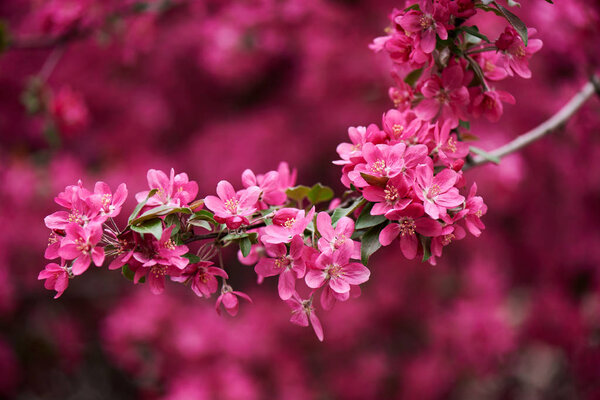 close-up view of beautiful bright pink almond flowers on branch 