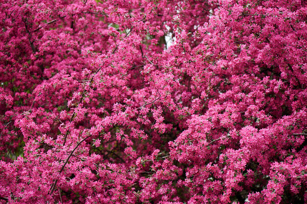 красивые ярко-розовые миндальные цветы на ветвях
