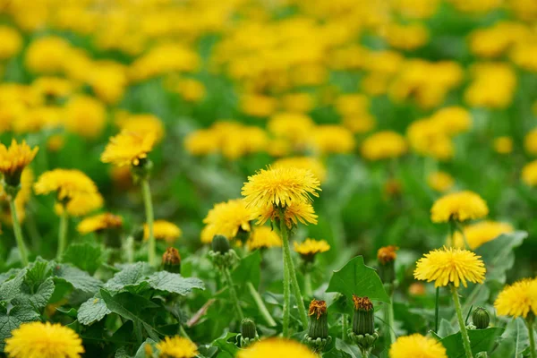 Close View Beautiful Blooming Dandelions Selective Focus — Stock Photo, Image