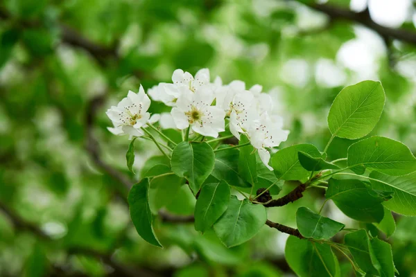 Close View Tender White Flowers Blooming Cherry Tree — Stock Photo, Image