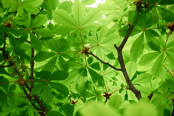 Selektiv Fokus För Vackra Kastanjen Med Ljust Gröna Blad — Stockfoto