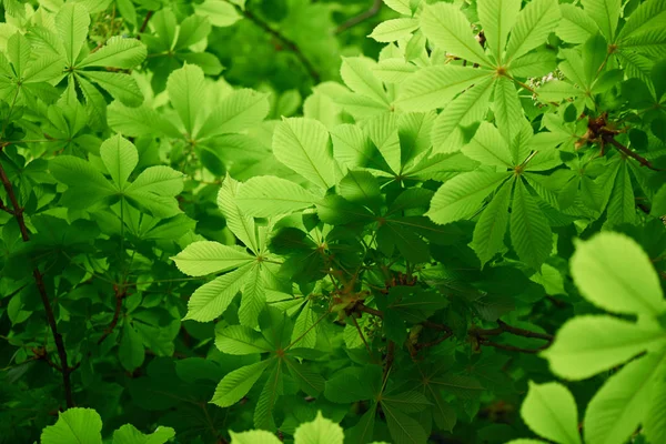 Vista Close Bela Árvore Castanha Com Folhas Verdes Brilhantes — Fotografia de Stock