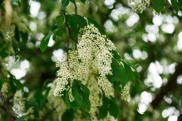 Vista Close Bela Árvore Cereja Pássaro Florescendo Com Flores Brancas — Fotografia de Stock