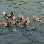 Vista de perto de patinhos com mãe e rebanho de peixes nadando na água