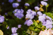 Selektivní fokus Bee na květiny hortenzie 
