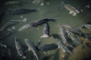 siyah carps su birikintisi içinde yüzmeye sürüsü yüksek açılı görünüş 