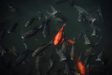 kırmızı ve siyah carps suda yüzen bir sürü yüksek açılı görünüş 