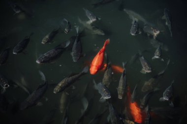 high angle view of flock of red and black carps swimming in water  clipart