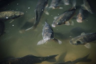 selective focus of flock of black carps swimming underwater clipart