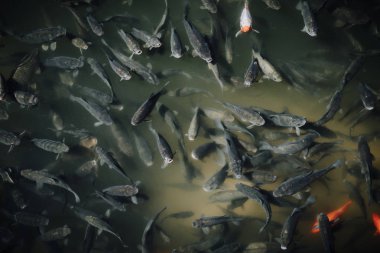 high angle view of large flock of black and red carps swimming in pond  clipart