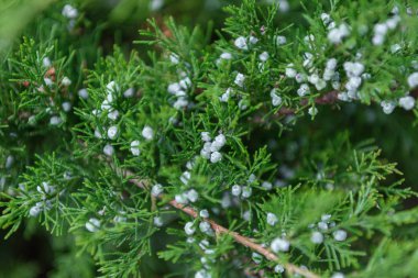 selective focus of cypress green branches with cones clipart