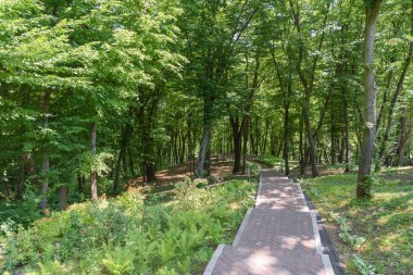 Asfalt yol ile parkta ağaçların doğal görünümü 