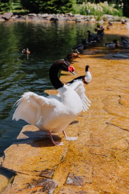 selective focus of swan with straightened wings and ducks on shallow water clipart