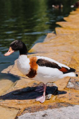 selective focus of duck standing on shallow water  clipart
