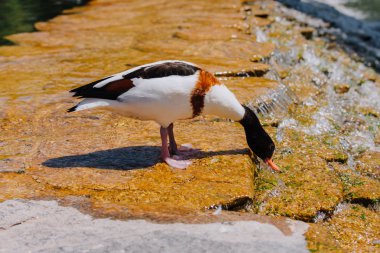 side view of duck standing on shallow water and drinking  clipart