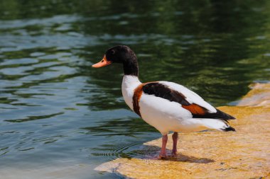 selective focus of duck standing on shallow water  clipart