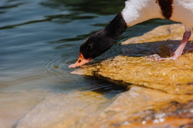 selective focus of duck drinking water from pond clipart