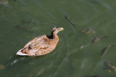 high angle view of duck and flock of fishes swimming in lake  clipart