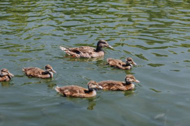 close up view of flock of ducklings with mother duck swimming in water  clipart