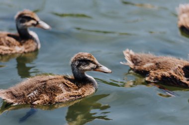 selective focus of ducklings swimming in water  clipart