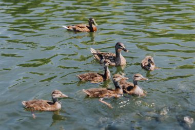 selective focus of flock of duckling with mother swimming in pond  clipart