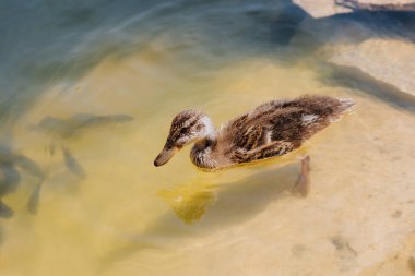 close up view of duckling and flock of fishes swimming in pond clipart