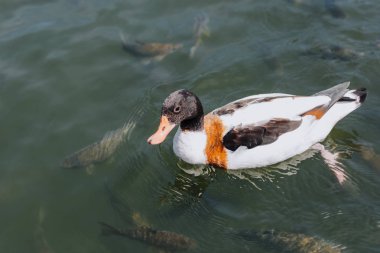 high angle view of duck and fishes swimming in river  clipart