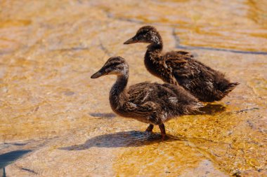 selective focus of two ducklings walking on shallow water  clipart