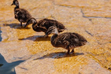 selective focus of three ducklings standing on shallow water clipart