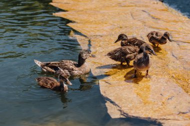 selective focus of flock of ducklings with mother in water  clipart