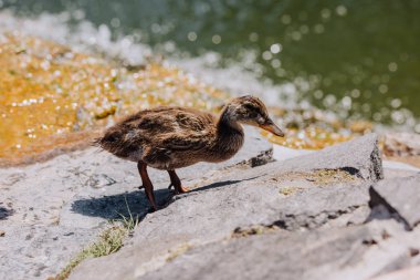selective focus of duckling standing on rocky coast near river  clipart