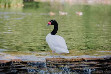 selective focus of beautiful white swan with black neck standing in water  clipart
