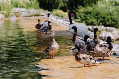 selective focus of flock of ducks and swan on shallow water clipart
