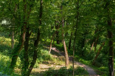 ağaçlar park ve merdiven güneş ışığı ile doğal görünümünü 