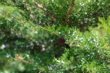 selective focus of cypress green branches with cones clipart