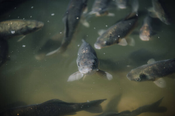selective focus of flock of black carps swimming underwater