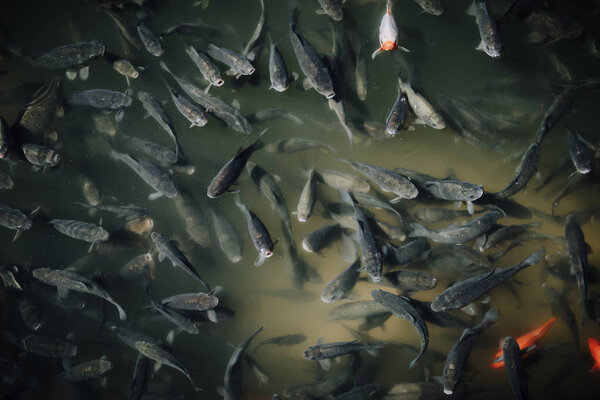 high angle view of large flock of black and red carps swimming in pond 