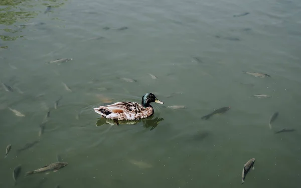 Vue Surélevée Canard Troupeau Poissons Nageant Dans Eau — Photo