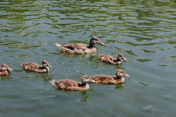 Vue Rapprochée Troupeau Canetons Avec Mère Canard Nageant Dans Eau — Photo