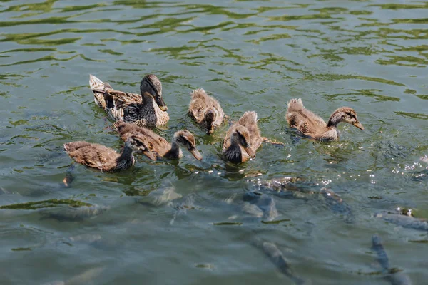 어머니와 Ducklings의 보기와 물에서 물고기의 무리를 닫습니다 — 무료 스톡 포토