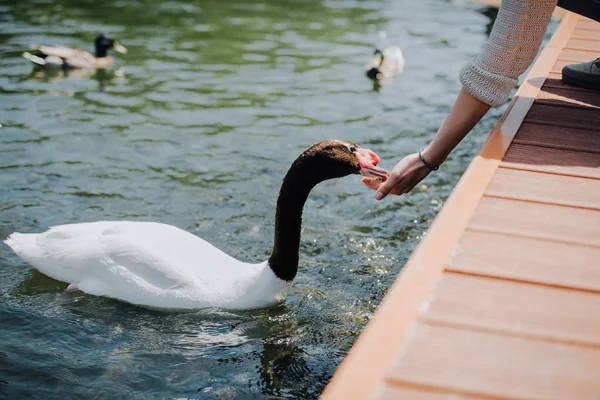 Cropped Image Woman Feeding Swan While Sitting Wooden Pier — Free Stock Photo