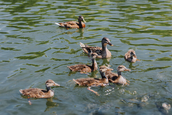 selective focus of flock of duckling with mother swimming in pond 